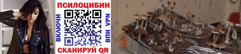 Псилоцибиновые грибы Psilocybe  где купить   МЕГА ссылки  Кувандык 