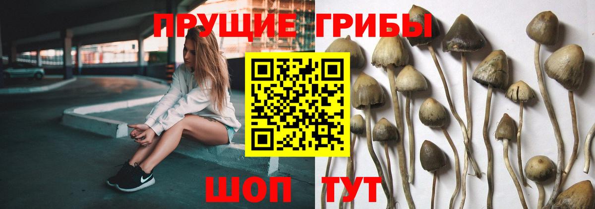 Кувандык  Псилоцибиновые грибы ЛСД  Вход с VPN 
